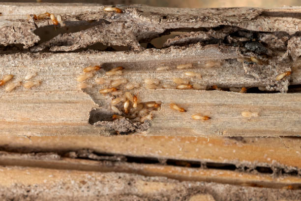 Best Emergency Pest Control  in Norwood, NC
